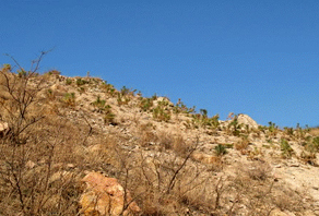 2006年城陽嶗山水庫植樹活動成果展示