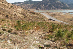2006年城陽嶗山水庫植樹活動成果展示