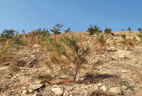 2006年城陽嶗山水庫植樹活動成果展示