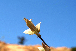2006年城陽嶗山水庫植樹活動成果展示