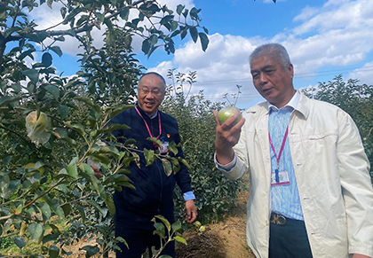 滯銷蘋果一天上餐桌 永旺超市農(nóng)超對(duì)接助民生